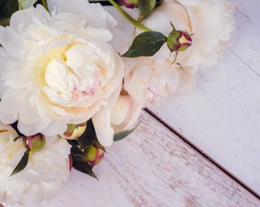 Şakayık yatay arka plan