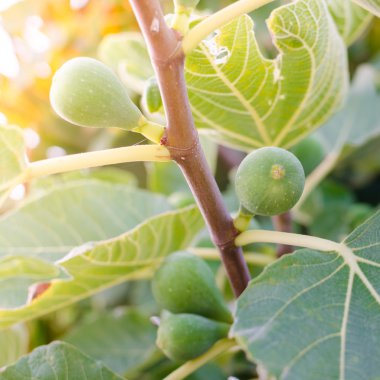 İncir ağacının dalında incir