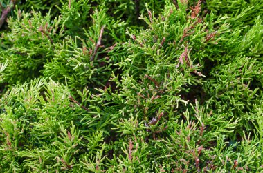 Beyaz sedir arka plan