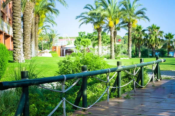 Dikim ve palmiye ağaçları ile tropikal peyzaj