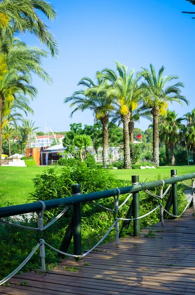 Tropical landscaping with planting and palm trees — Stock Photo, Image