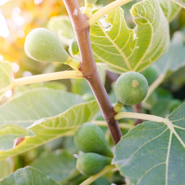 İncir ağacının dalında incir