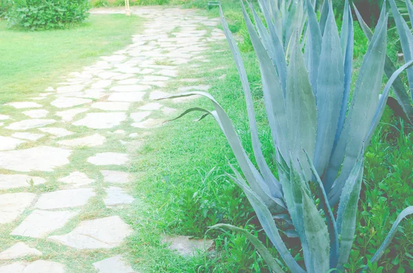 The beautiful blue-green of an agave cactus