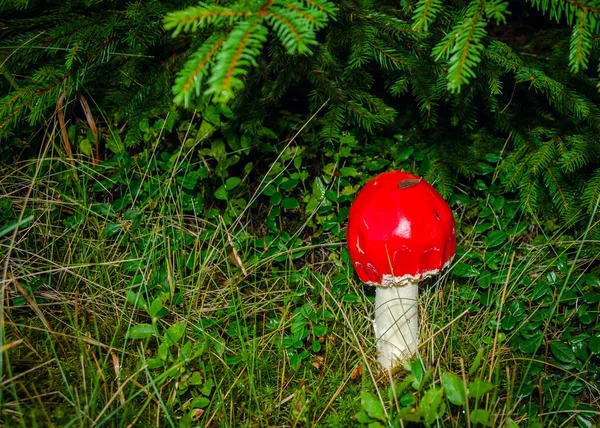 Little fly-agaric in forest — Stock Photo, Image