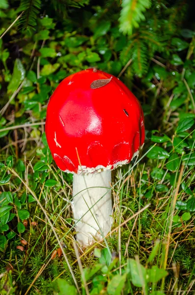 Little fly-agaric in forest close-up — Stock Photo, Image