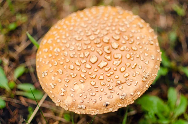 Amanita rubescens mushroom — Stock Photo, Image