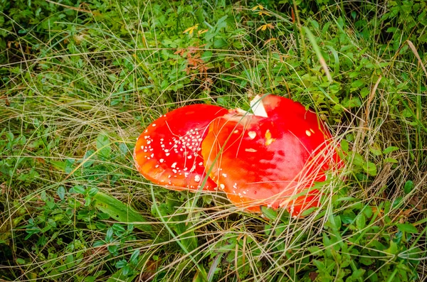 Two red fly agarics — Stock Photo, Image