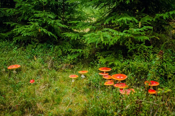 Glade ile kırmızı sinek agarics — Stok fotoğraf