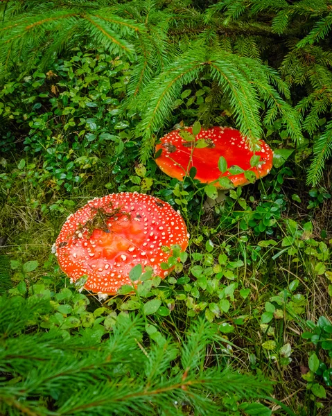 Two red fly agarics — Stock Photo, Image