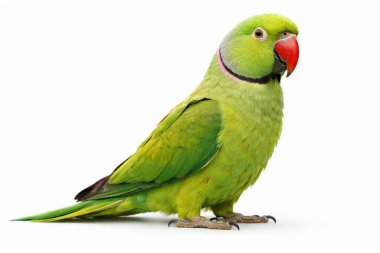 Kırmızı gagalı canlı yeşil bir muhabbet kuşu tek başına oturuyor.