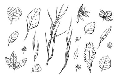Robot resim seti bırakıyor. Beyaz arka planda elle çizilmiş otlar. Karalama bitkileri koleksiyonu. Doğa, bahçıvanlık, orman, yaz, sonbahar işaretleri. Farklı şekillerde yapraklar. Vektör botanik çizimi