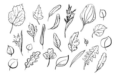 Robot resim seti bırakıyor. Beyaz arka planda elle çizilmiş otlar. Karalama bitkileri koleksiyonu. Doğa, bahçıvanlık, orman, yaz, sonbahar işaretleri. Farklı şekillerde yapraklar. Vektör botanik çizimi