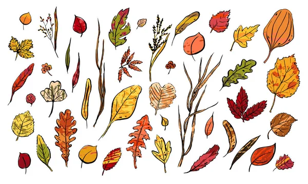 Autumn Leaves Bosquejo Conjunto Plantas Texturizadas Color Dibujadas Mano Sobre — Vector de stock