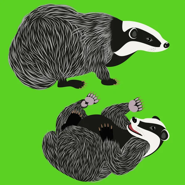 Porsuk. O oturuyor ve onun arkasında yatan.