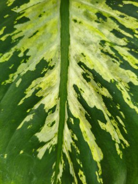 Doğal arka plan için sarı lekeli yeşil yaprak dokusu, organik markalaşma tasarımı ve botanik eğitim materyali.