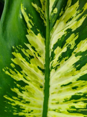 Doğal arka plan için sarı lekeli yeşil yaprak dokusu, organik markalaşma tasarımı ve botanik eğitim materyali.