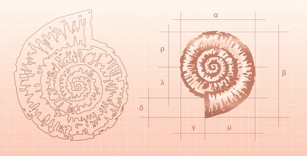 Modellazione della conchiglia nautilus — Vettoriale Stock