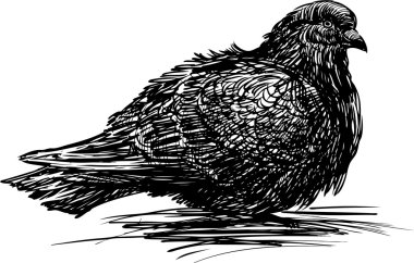 ıslak güvercin taslağını