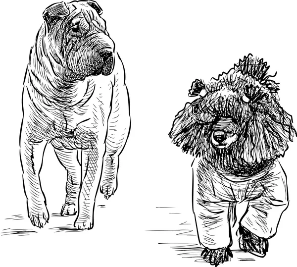 贵宾犬、 沙皮 — 图库矢量图片