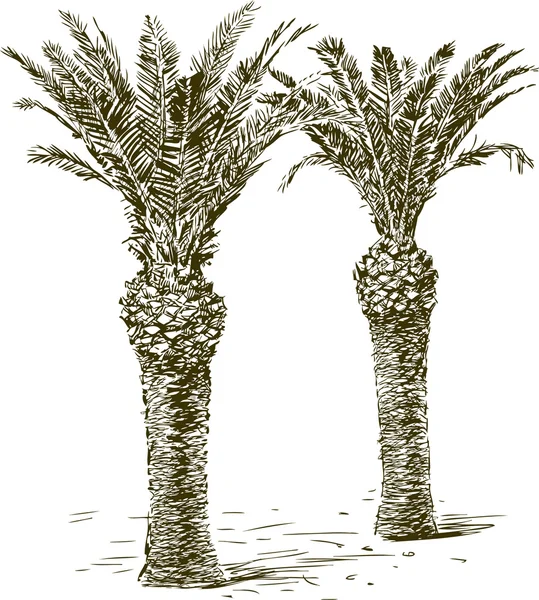 Boceto de las palmas — Vector de stock