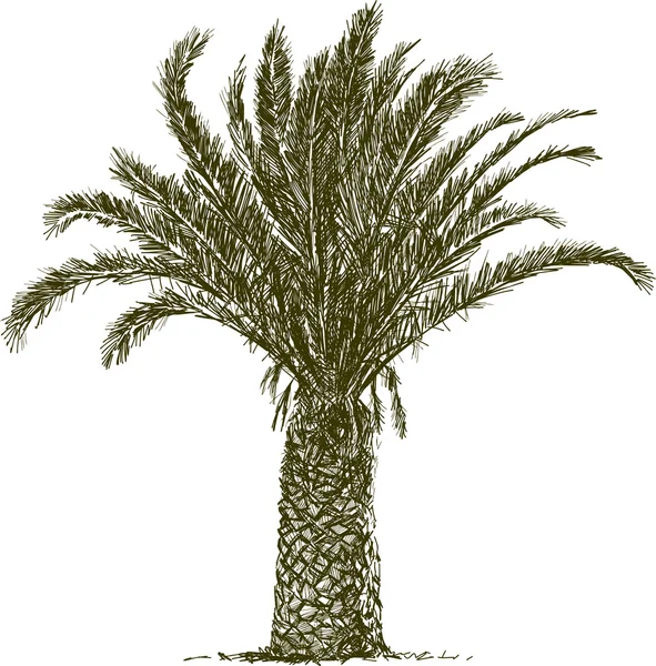 Palmier dattier tropical — Image vectorielle
