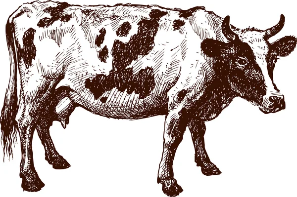 Boceto de vaca piebald — Vector de stock