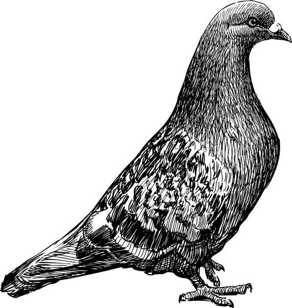 depositphotos_101726586-stock-illustration-sketch-of-pigeon.jpg