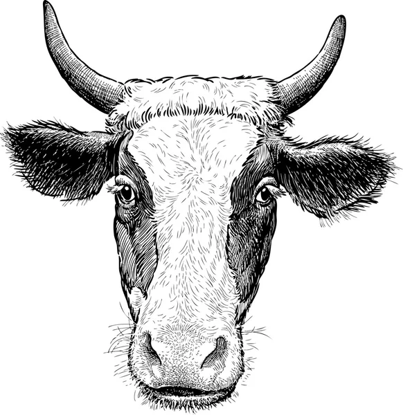 Портрет корови — стоковий вектор