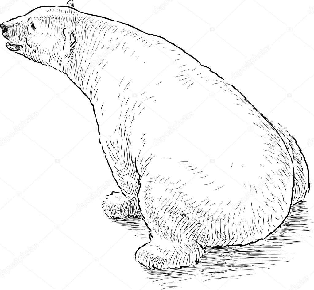 Polar Bear Outline Images – Browse 8,238 Stock Photos, Vectors, and Video |  Adobe Stock
