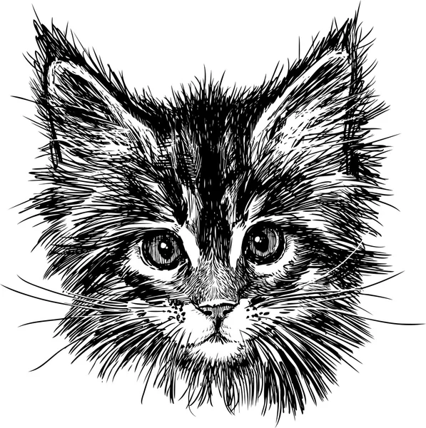 Portrait de chat — Image vectorielle