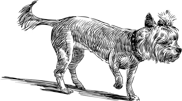 Löjligt hund på promenad — Stock vektor