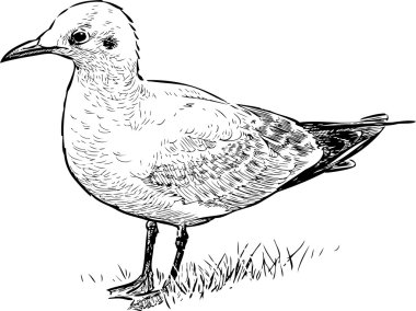 Seabird bir kıyısında