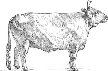 bir boğa taslağını