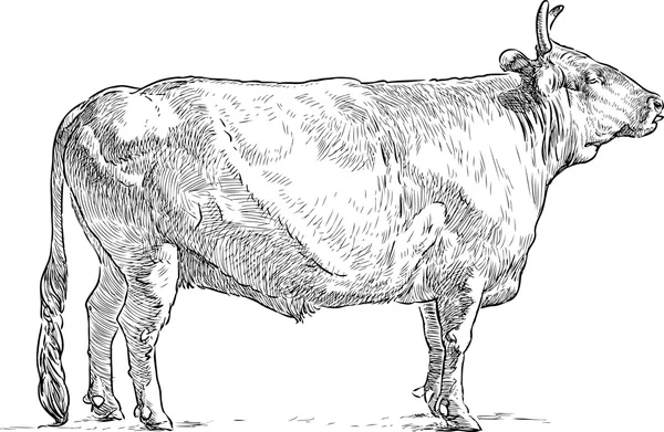 Sketsa dari sebuah banteng - Stok Vektor