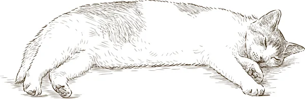 Croquis chat endormi — Image vectorielle