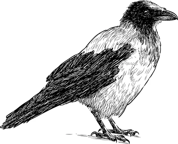 Croquis d'un corbeau — Image vectorielle