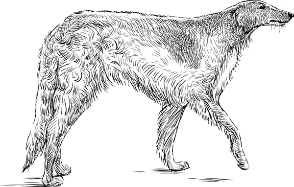 Skiss av en greyhound — Stock vektor