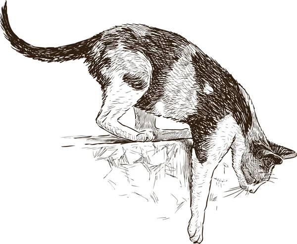 Benekli kedi kroki
