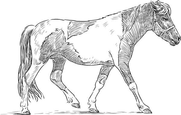 Esboço de um pônei manchado — Vetor de Stock