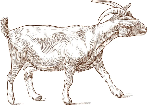 Striding goat sketch - Stok Vektor