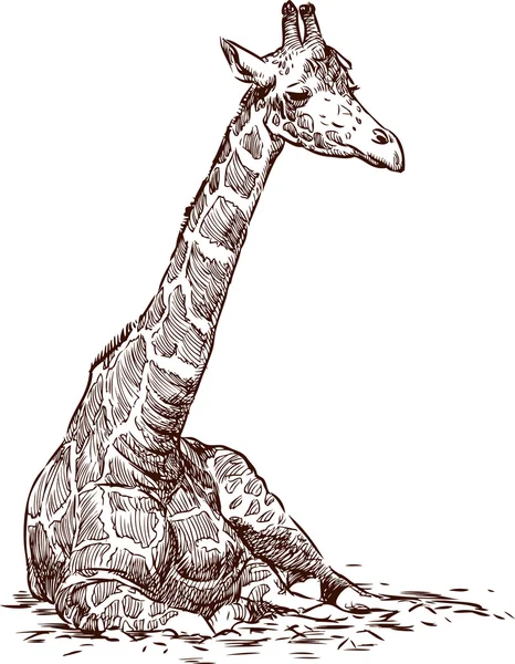 Vergadering giraffe schets — Stockvector