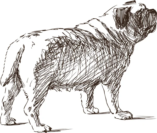 Skiss av en bulldog — Stock vektor