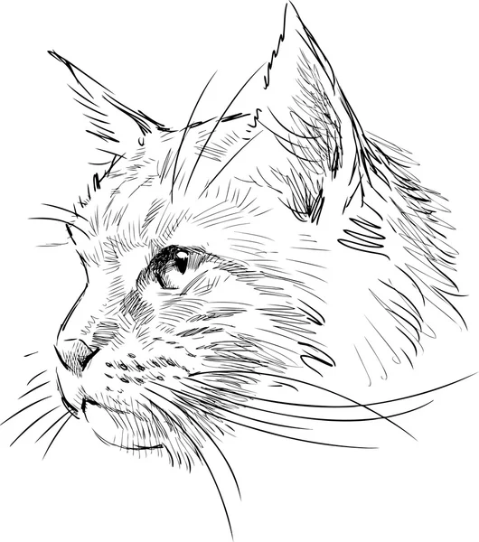 Σκίτσο του κεφαλιού γάτα — Διανυσματικό Αρχείο