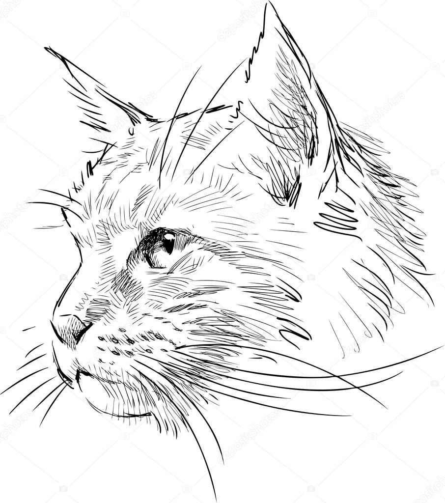 sketch of cat head