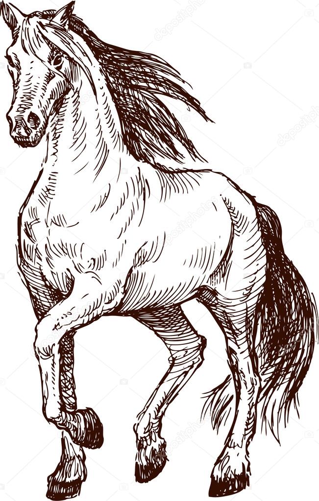 striding horse sketch
