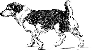 uzun adımlarla köpek kroki