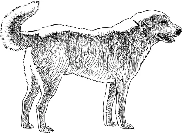 Ескіз собаки — стоковий вектор