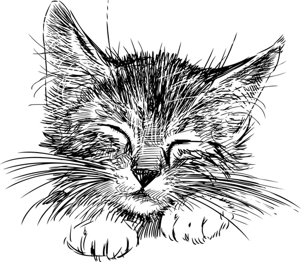 Uyuyan kedi başkanı.