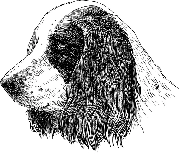 Portrait of spaniel — Stock Vector