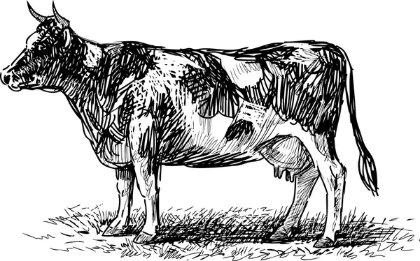 Bosquejo de vaca manchada — Vector de stock